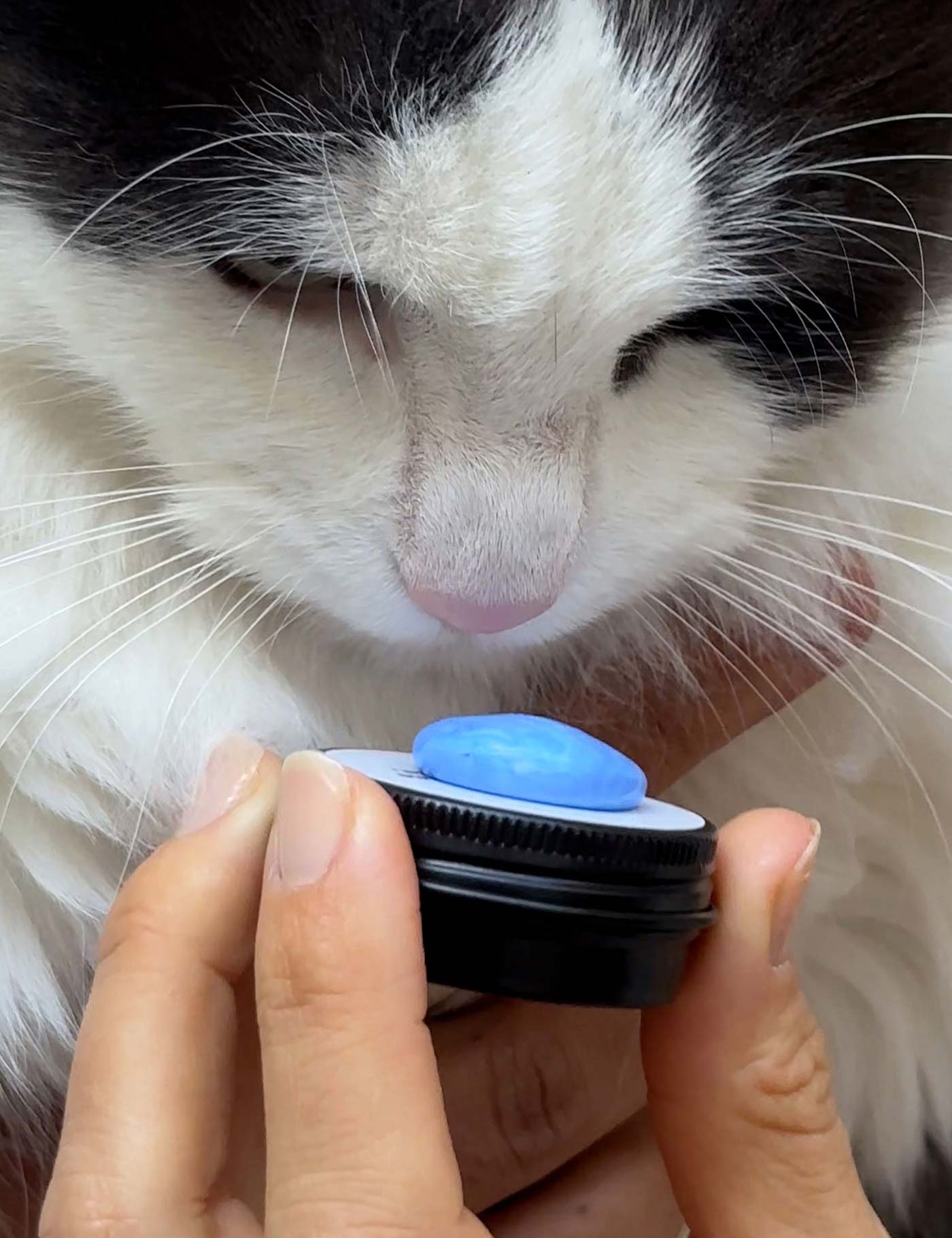 Prise d'empreinte de la truffe d'un chat au silicone, en quelques secondes et sans douleur, pour un bijou empreinte animale